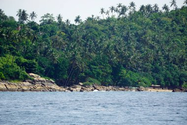 Sri Lanka 'daki Mirissa' dan yeşil tropikal sahil