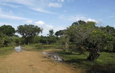 Sri Lanka 'daki Yale Ulusal Parkı manzaralı.