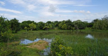Sri Lanka 'daki Yale Ulusal Parkı manzaralı.