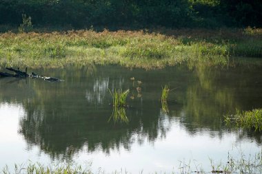 Sri Lanka 'daki Uduwalewe Ulusal Parkı' nın manzarası