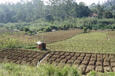 Sri Lanka 'da Ella yakınlarındaki zengin tarım bölgesi