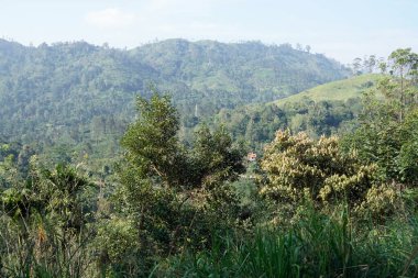 Sri Lanka Ella 'daki dağların manzaralı yeşil manzarası.