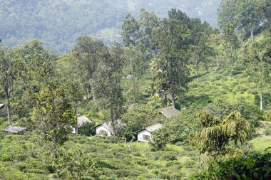 Ella, Sri Lanka 'daki vahşi çay çiftlikleri.