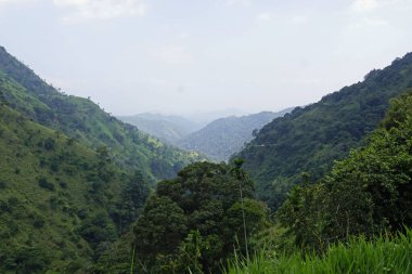 Sri Lanka Ella 'daki dağların manzaralı yeşil manzarası.
