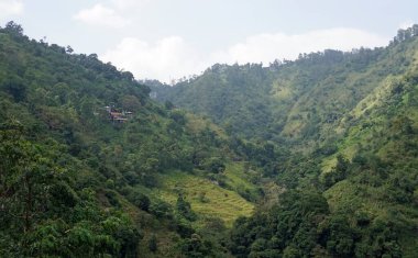 Sri Lanka 'daki dağlarda ve vadilerde pirinç tarlaları