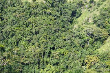 Sri Lanka Ella 'daki dağların manzaralı yeşil manzarası.