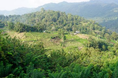 Sri Lanka 'daki dağlarda ve vadilerde pirinç tarlaları