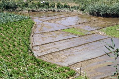 Sri Lanka 'daki dağlarda ve vadilerde pirinç tarlaları