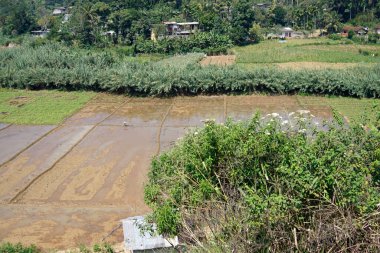 Sri Lanka 'daki dağlarda ve vadilerde pirinç tarlaları