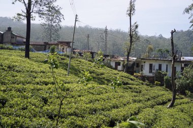 Sri Lanka dağlarında büyük çay tarlaları