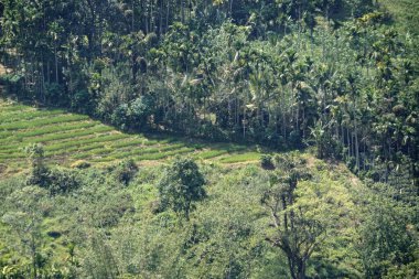 Sri Lanka dağlarında büyük çay tarlaları