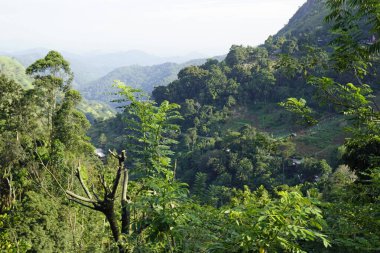 Sri Lanka Ella 'daki dağların manzaralı yeşil manzarası.
