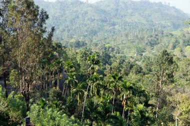 Sri Lanka Ella 'daki dağların manzaralı yeşil manzarası.