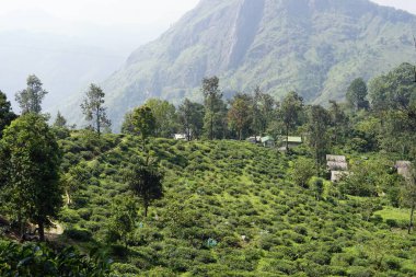 Ella, Sri Lanka 'daki vahşi çay çiftlikleri.