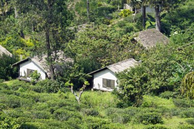 Ella, Sri Lanka 'daki vahşi çay çiftlikleri.