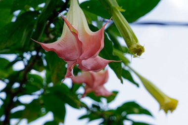 Sri Lanka 'da renkli egzotik çiçekler