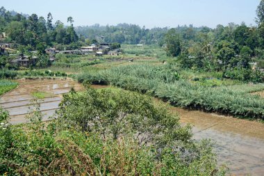 Sri Lanka 'daki dağlarda ve vadilerde pirinç tarlaları
