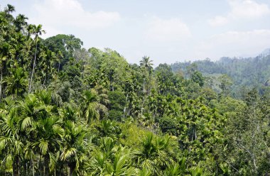 Sri Lanka Ella 'daki dağların manzaralı yeşil manzarası.