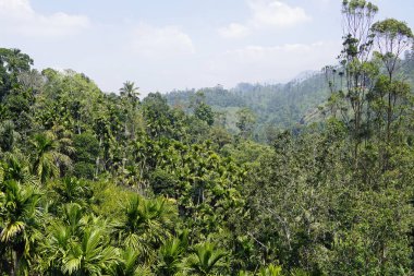 Sri Lanka Ella 'daki dağların manzaralı yeşil manzarası.