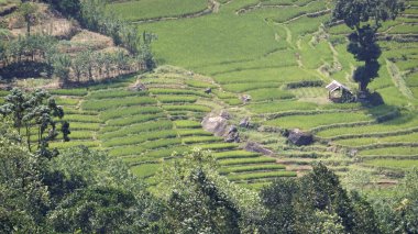 Sri Lanka dağlarında büyük çay tarlaları
