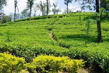 Sri Lanka dağlarında büyük çay tarlaları