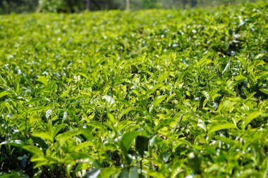 Sri Lanka dağlarında büyük çay tarlaları