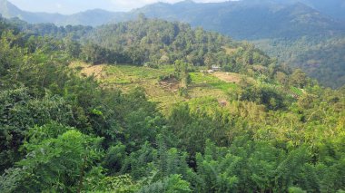 Sri Lanka 'daki dağlarda ve vadilerde pirinç tarlaları