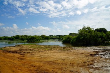Sri Lanka 'daki Yale Ulusal Parkı manzaralı.