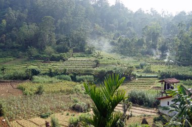 Sri Lanka 'da Ella yakınlarındaki zengin tarım bölgesi