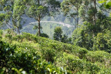 Ella, Sri Lanka 'daki vahşi çay çiftlikleri.
