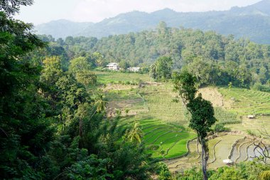 Sri Lanka 'daki dağlarda ve vadilerde pirinç tarlaları