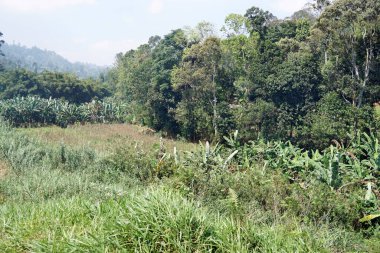 Sri Lanka 'da Ella yakınlarındaki zengin tarım bölgesi