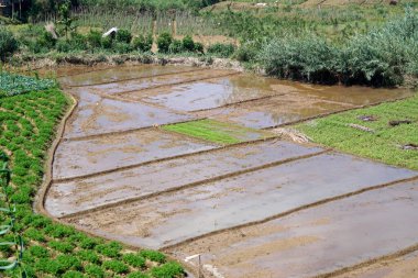 Sri Lanka 'daki dağlarda ve vadilerde pirinç tarlaları