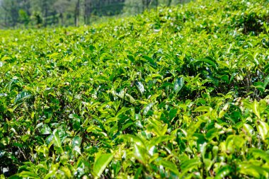 Sri Lanka dağlarında büyük çay tarlaları