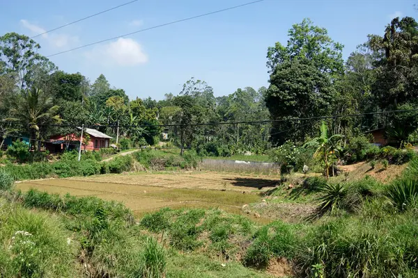 Sri Lanka 'da Ella yakınlarındaki zengin tarım bölgesi