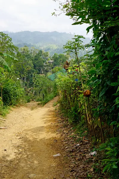 Sri Lanka Ella 'daki dağların manzaralı yeşil manzarası.