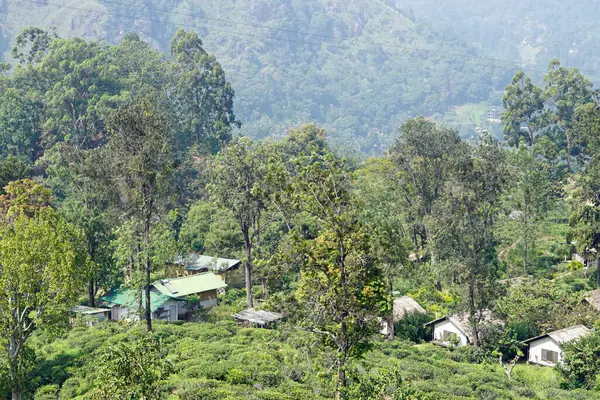 Ella, Sri Lanka 'daki vahşi çay çiftlikleri.