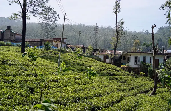 Sri Lanka dağlarında büyük çay tarlaları