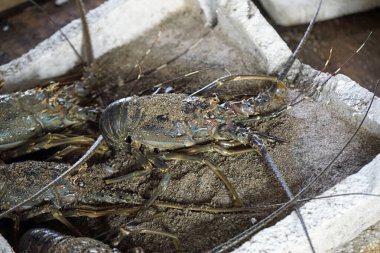 Sri Lanka 'daki yerel bir markette taze deniz ürünleri.