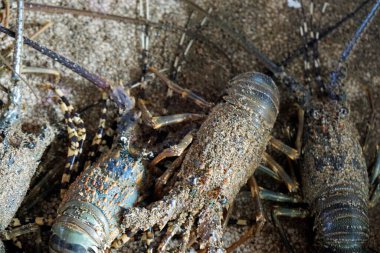 Sri Lanka 'daki yerel bir markette taze deniz ürünleri.