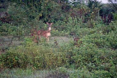 Sri Lanka 'daki Yale Milli Parkı' nda geyik