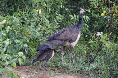 Sri Lanka 'daki Yale Natinal Park' ta tavus kuşu.