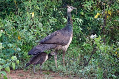 Sri Lanka 'daki Yale Natinal Park' ta tavus kuşu.