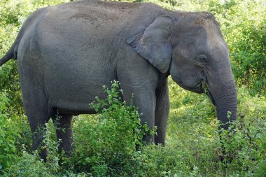 Sri Lanka 'daki Uduwalewe Ulusal Parkı' ndaki fil.
