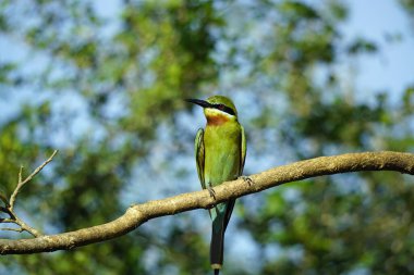 Sri Lanka 'daki Yale Ulusal Parkı' nda mavi kuyruklu arı yiyen kuş.