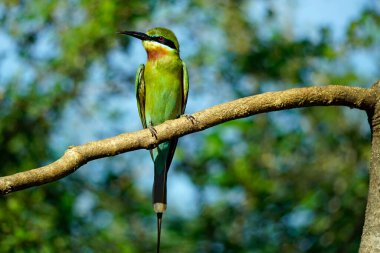 Sri Lanka 'daki Yale Ulusal Parkı' nda mavi kuyruklu arı yiyen kuş.