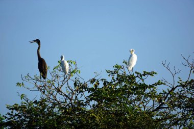 Sri Lanka 'daki Yale Ulusal Parkı' nda mor balıkçıl balığı.