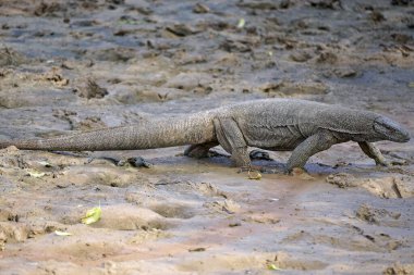Sri Lanka 'daki Yale Milli Parkı' nda Waran.