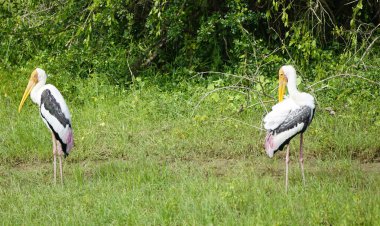 Yale Ulusal Parkı 'ndaki renkli leylek.