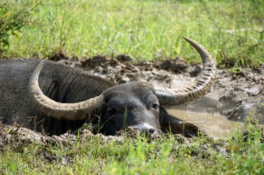 Yale Ulusal Parkında bufalo